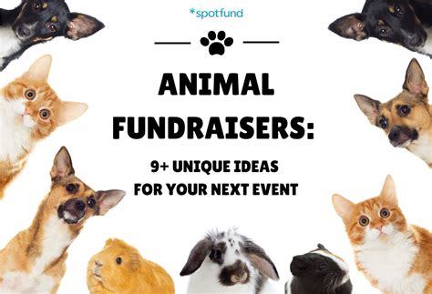 animal charity fundraising ideas|Ten amazing animal fundraising ideas .